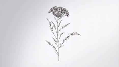 botanical line art drawing of a plant with umbel flowers