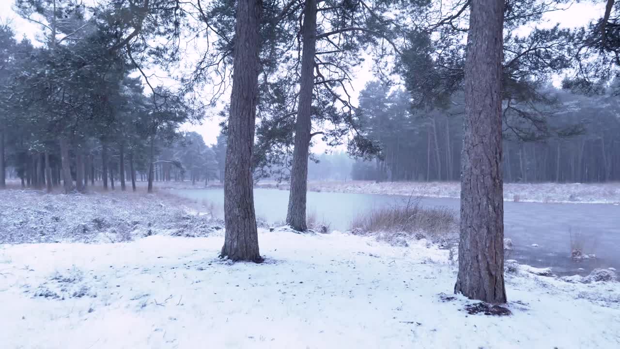 얼어붙은 호수 와 함께 눈 인 겨울 숲 풍경