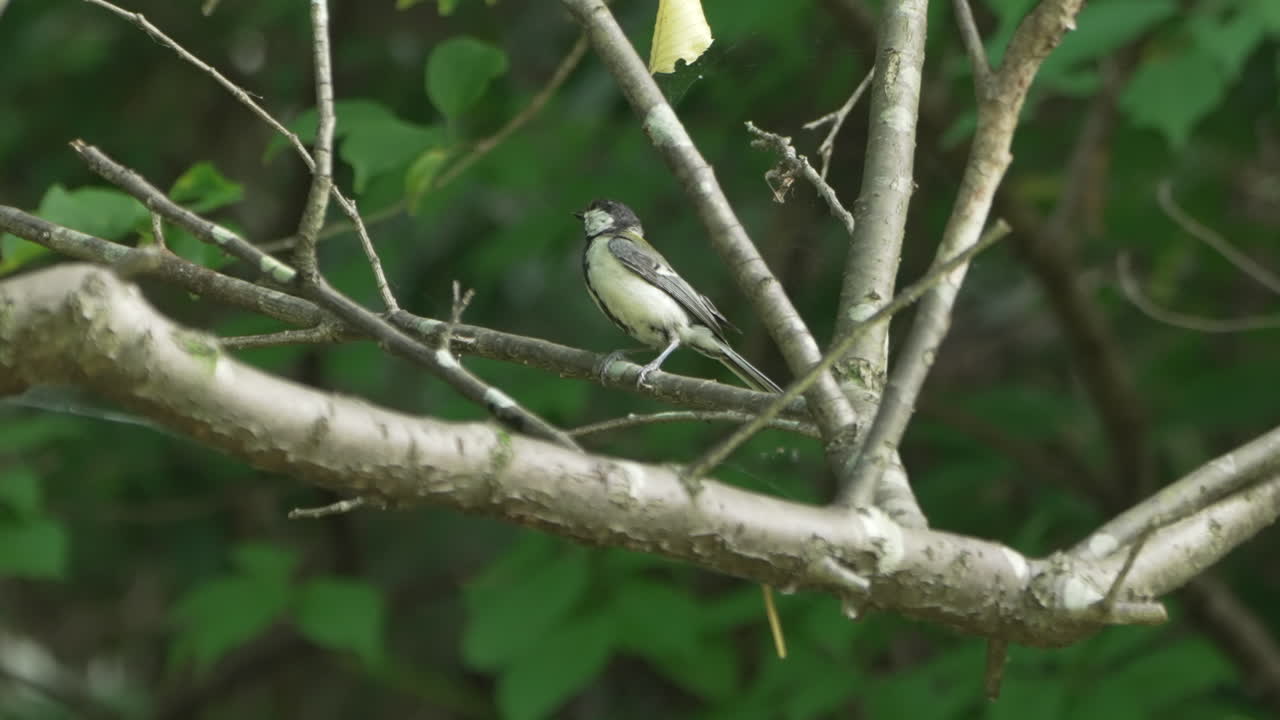 tit oriental macho en ramas de árboles desnudos en el bosque tropical cerca de saitama, japón