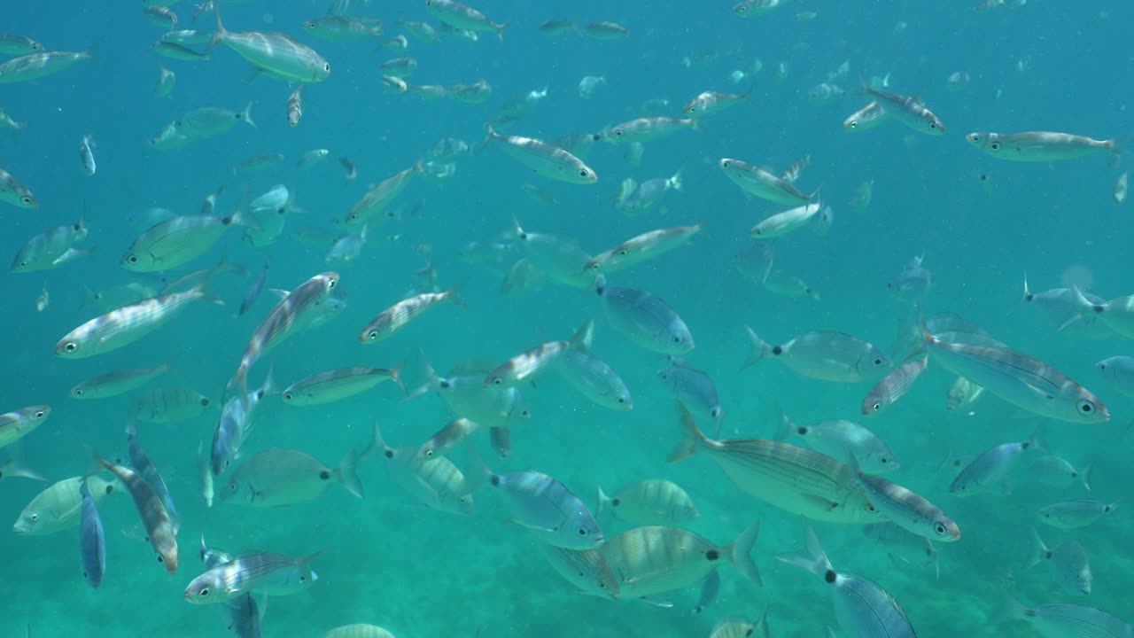 Escuela de peces bajo el agua.