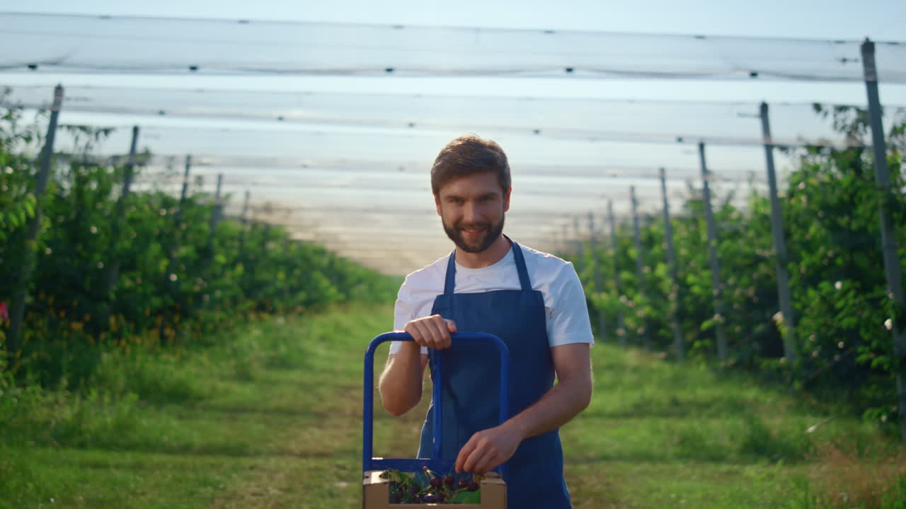 Un agricoltore attraente tiene una ciliegia in una piantagione all'aperto. Concetto di fattoria.