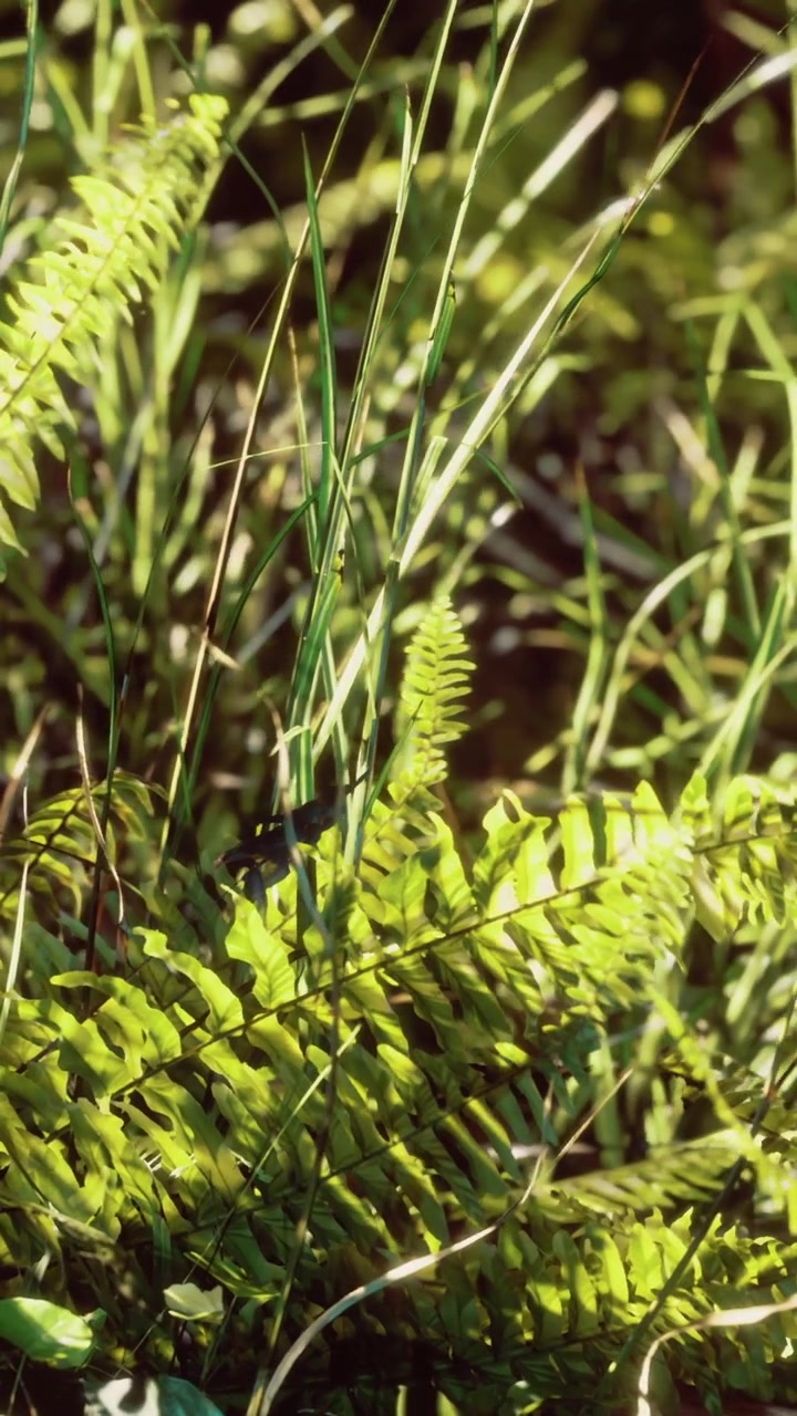 Green ferns and grass in a natural setting during daylight hours
