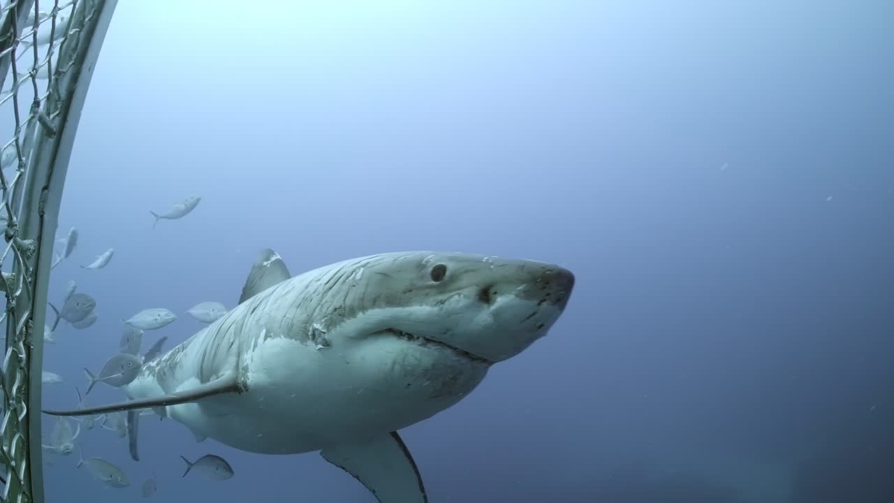 Premium stock video - Battle scarred great white shark carcharodon ...