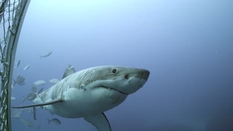 Gran-Tiburón-Blanco-Con-Cicatrices-De-Batalla-Carcharodon-Carcharias-4k-Primer-Plano-De-Tiburón-Con-Cicatrices-Islas-Neptuno-Sur-De-Australia