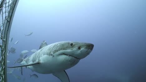 gran tiburón blanco con cicatrices de batalla carcharodon carcharias 4k primer plano de tiburón con cicatrices islas neptuno sur de australia