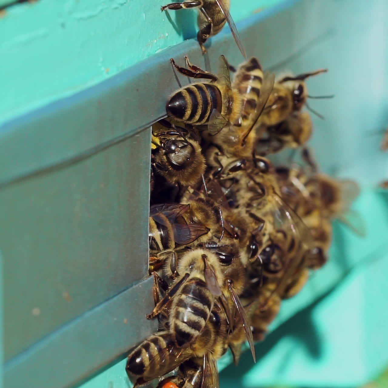 Bees flying near the hive. Life of worker bees. Apiary concept