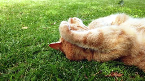 red cat enyoing a summer day by rolling around and cleaning in the green grass in the garden, closeup of face