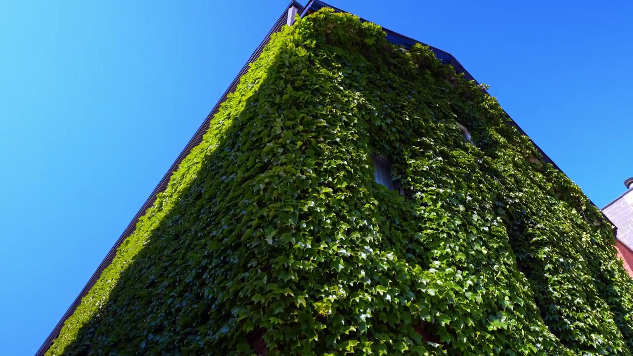 Facciata di un edificio in mattoni coperta di edera contro un cielo azzurro limpido. Prospettiva dal basso di fitte viti rampicanti verdi che ricoprono l'intera superficie del muro.