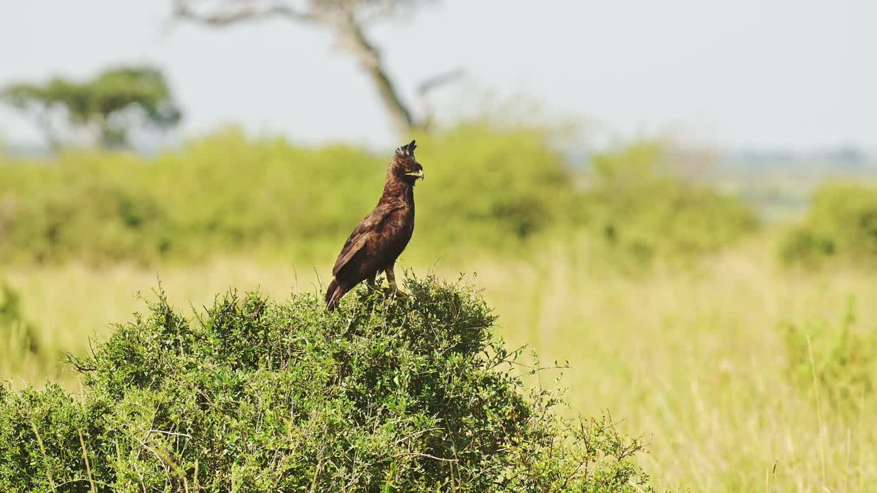 águila coronada africana posada en un arbusto en áfrica, aves africanas posadas en una rama, ramas de arbustos en un safari de vida silvestre en masai mara, kenia, aves de masai mara