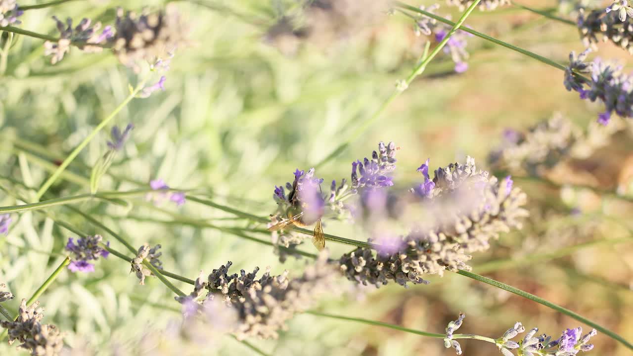 Bumblebee collecting nectar from lavender flowers