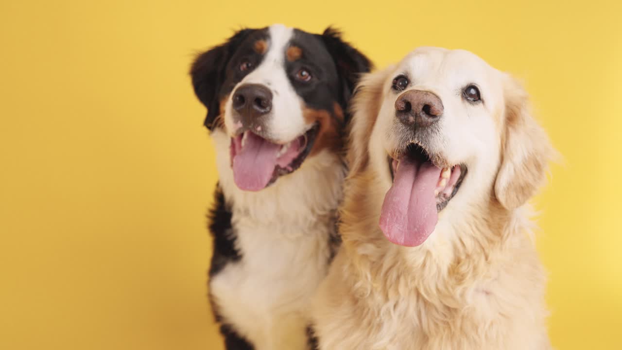 Two dogs posing together