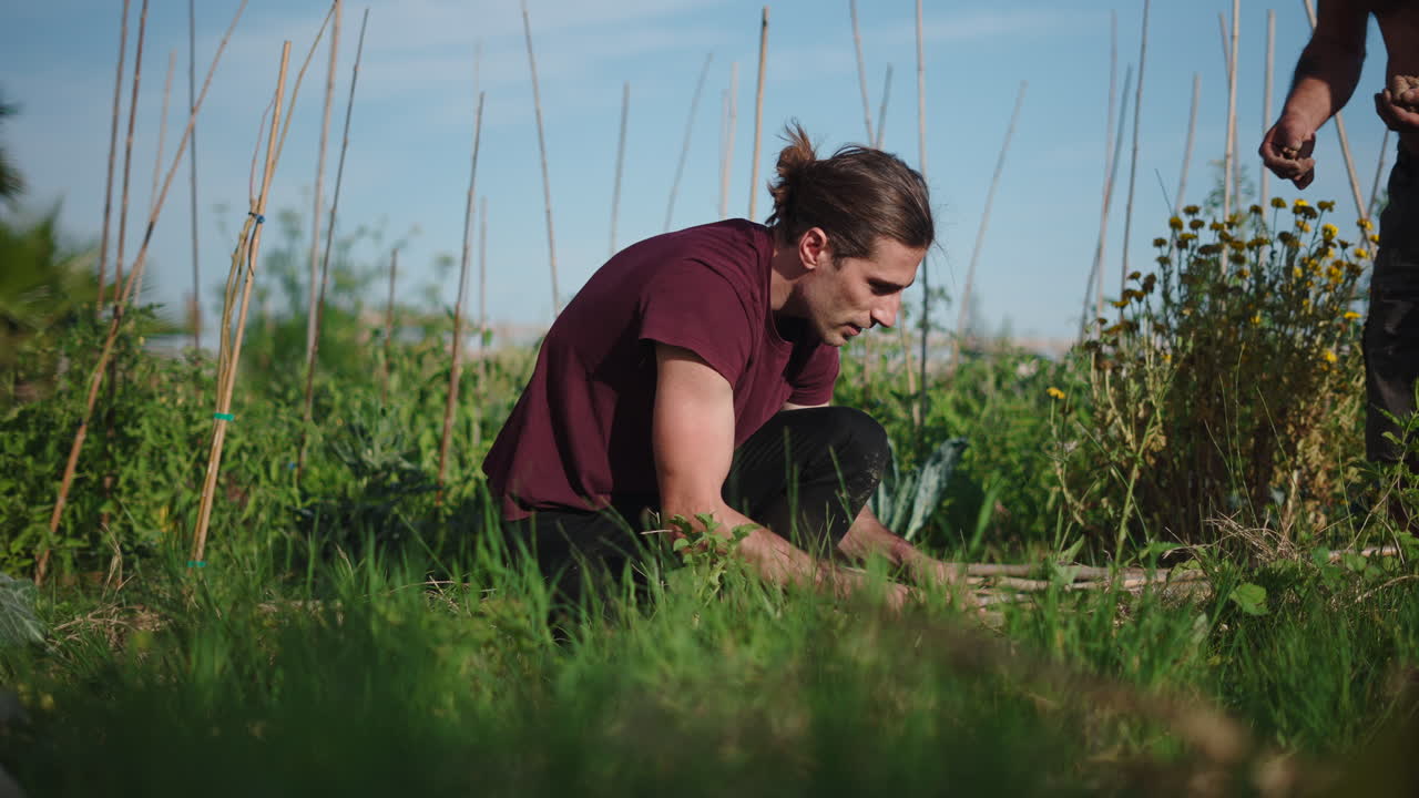Man Kneeling and Tending to Plants in a Sunny Garden