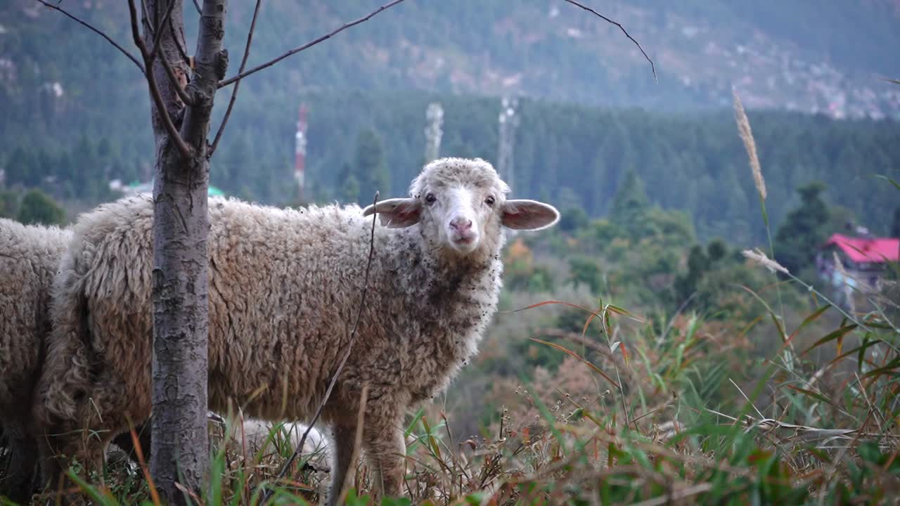양 떼는 인도 마날리 마을의 사료를 먹습니다.