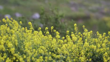 Gelbe-Frühlingsblumen-Auf-Dem-Land.-4k