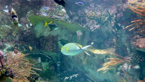 underwater world with tropical reef fish swimming around, aquarium