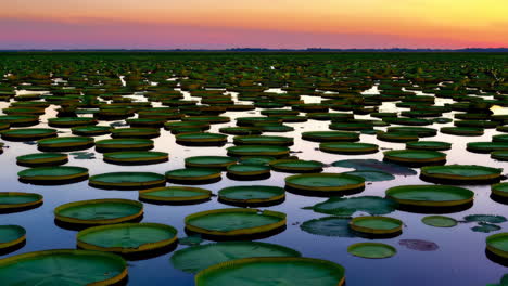 vast field of giant victoria amazonica water lilies at sunset