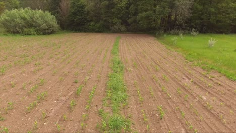 this is a footage of fast flying to the side above the field of corn and meadow