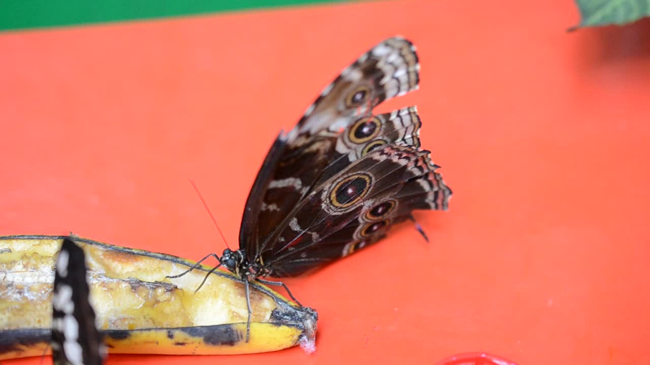 farfalla