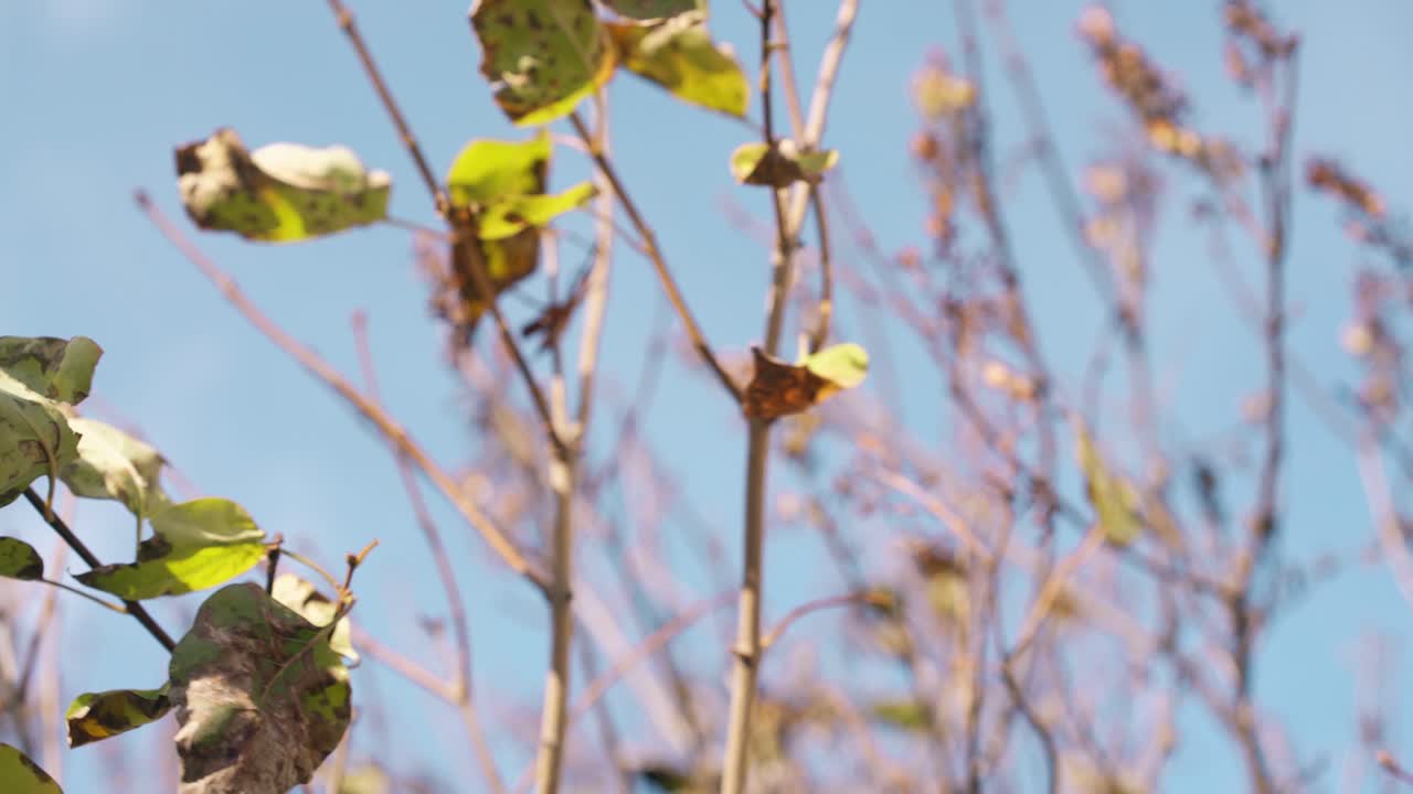 tree branches with green leaves wave in wind on sunny day