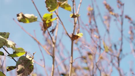 Ramas-De-árboles-Con-Hojas-Verdes-Ondean-En-El-Viento-En-Un-Día-Soleado