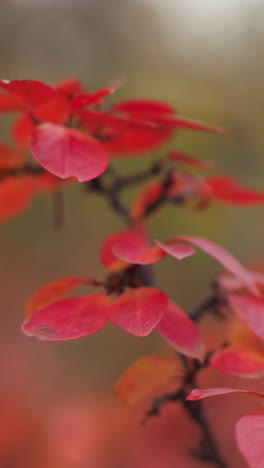 primer plano de vibrantes hojas rojas de otoño balanceándose suavemente con el viento, en un fondo borroso con vegetación, capturando la belleza del contraste de colores del otoño y el movimiento tranquilo