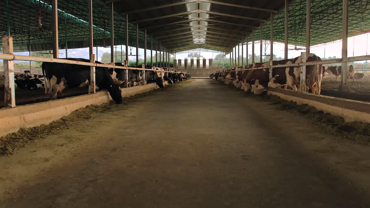 En Turquie, pays du Moyen-Orient : élevage bovin, soins des vaches, traite, alimentation, vie à la ferme, lait.