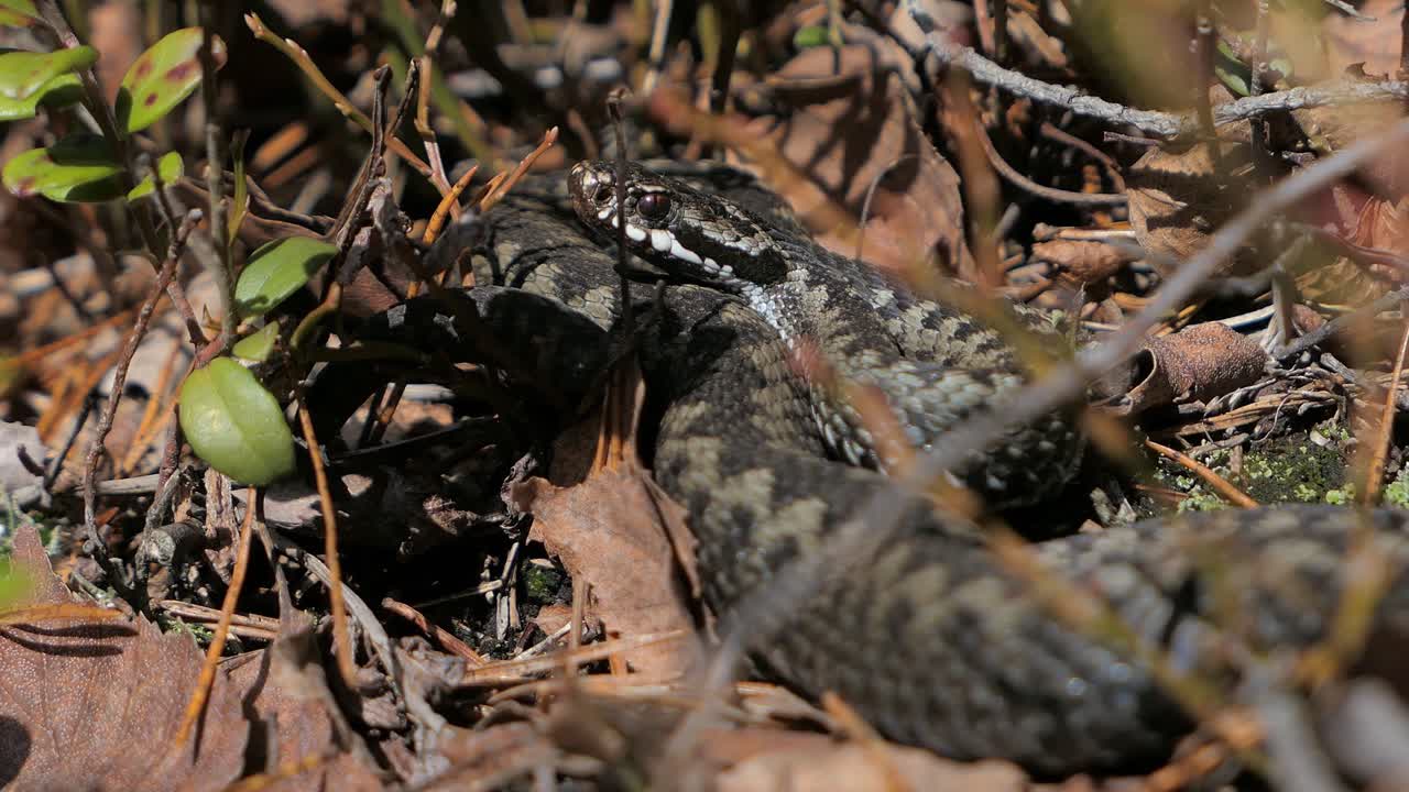 serpiente víbora salvaje acostada en la hierba seca, serpiente que se calienta en primavera