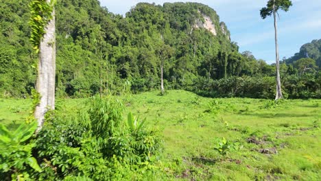 Entwaldung-In-Den-Tropen,-Globale-Erwärmung,-Zerstörung-Des-Regenwaldes,-Illegale-Monokultur-Biodiversität,-Verlust-Natürlicher-Lebensräume-Und-Treibhausgasemissionen