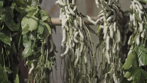 colony of larvae silk worms cotton on green plant close up