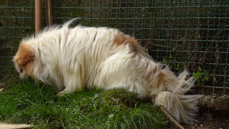 tibetan spaniel long-haired dog eating bone on green grass of backyard