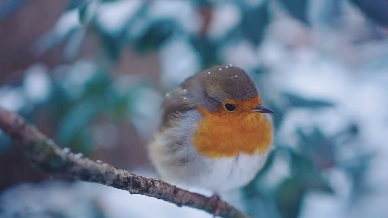 멀리 날아가는 눈 속에서 근접 로빈 새