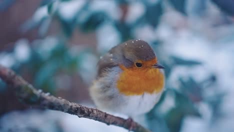 Nahaufnahme-Robin-Vogel-Im-Schnee-Wegfliegen