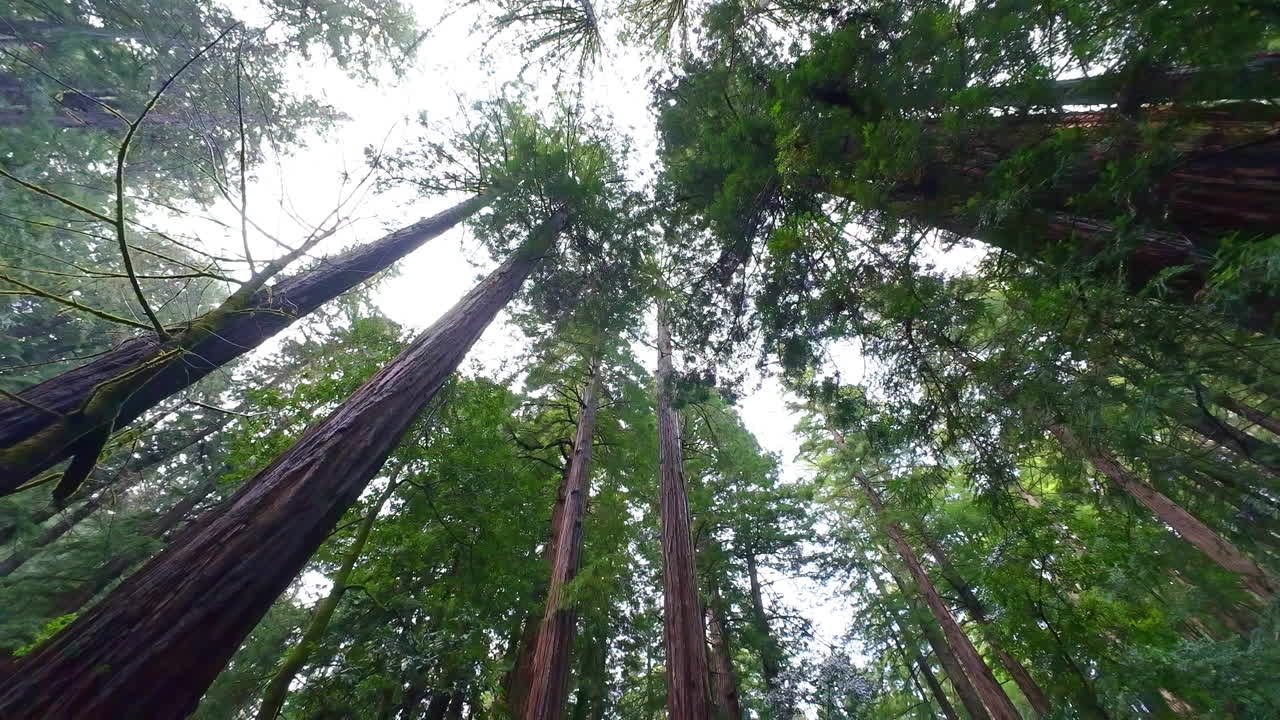 Punto di vista: skyline delle cime degli alberi visto dal basso, sequoie all'interno dell'ambiente forestale