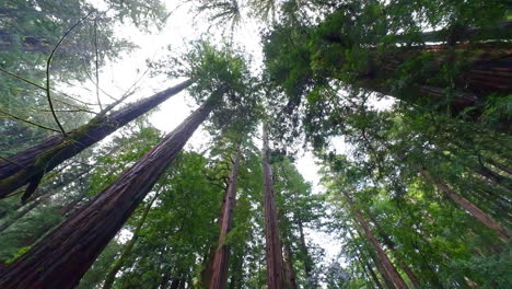 treetops skyline below trees, redwoods inside forest environment point of view