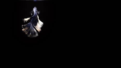 vibrante y colorido pez luchador siamés betta splendens, también conocido como pez luchador tailandés o betta, un popular pez de acuario en cámara súper lenta sobre fondo negro