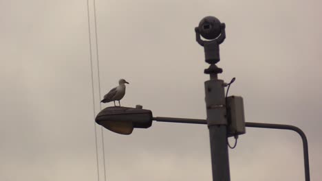 seagull using a street lamp looking around next to a security camera or cctv system