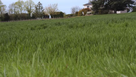 Field-of-green-grass-near-private-estates,-handheld-view