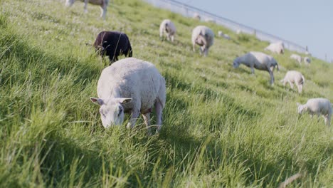 a group of cute animals sheep dollies lambs livestock grazing on the pasture field grass at daylight sunny day