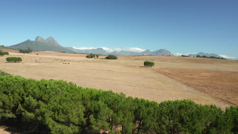 vista serena de la naturaleza en la reserva natural de simonsberg en stellenbosch cerca de la finca vinícola en la provincia del cabo occidental de sudáfrica