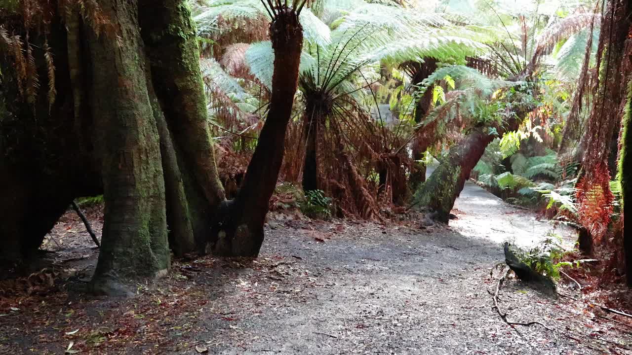 울창 한 초록색 으로 가득 찬 조용 한 숲 길