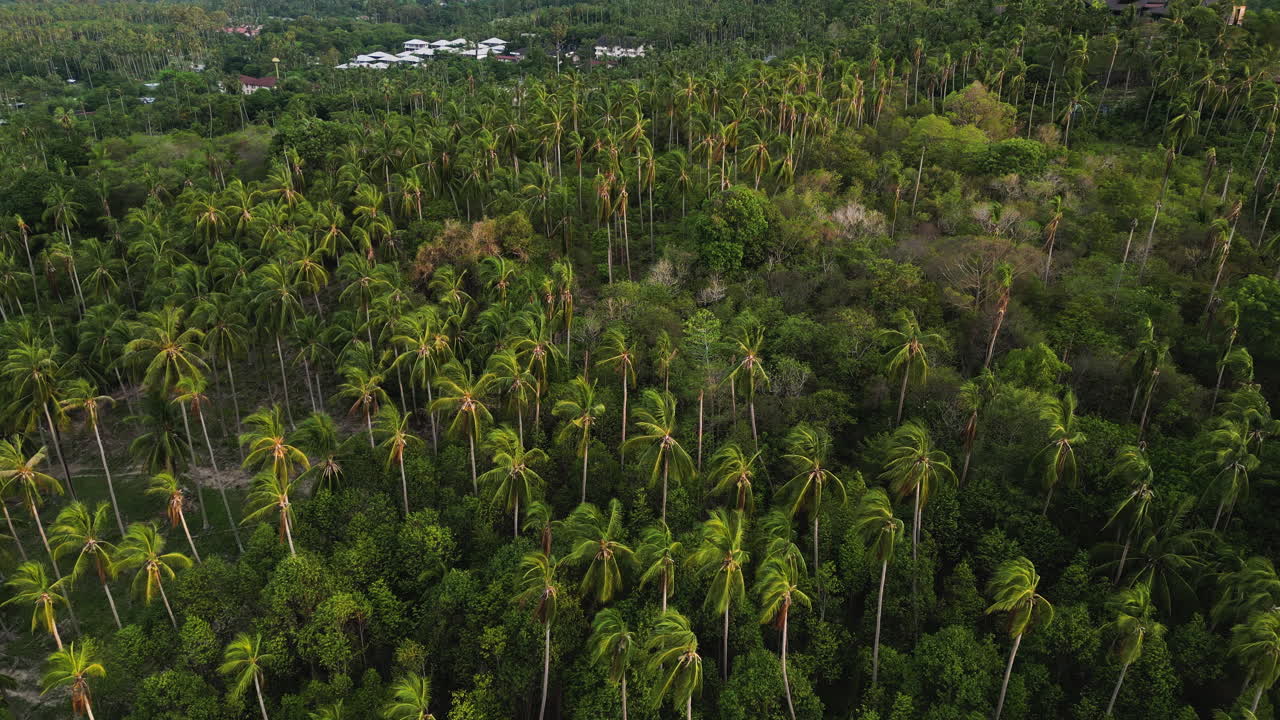 volando sobre las palmeras de koh samui