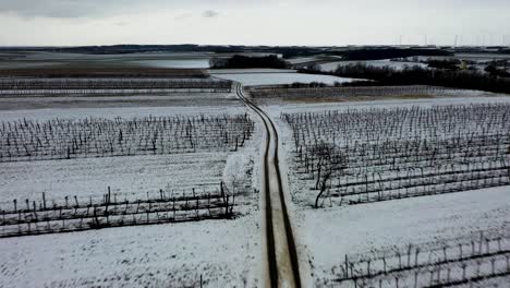 [DRONE]-following-a-path-through-vines-in-the-winter