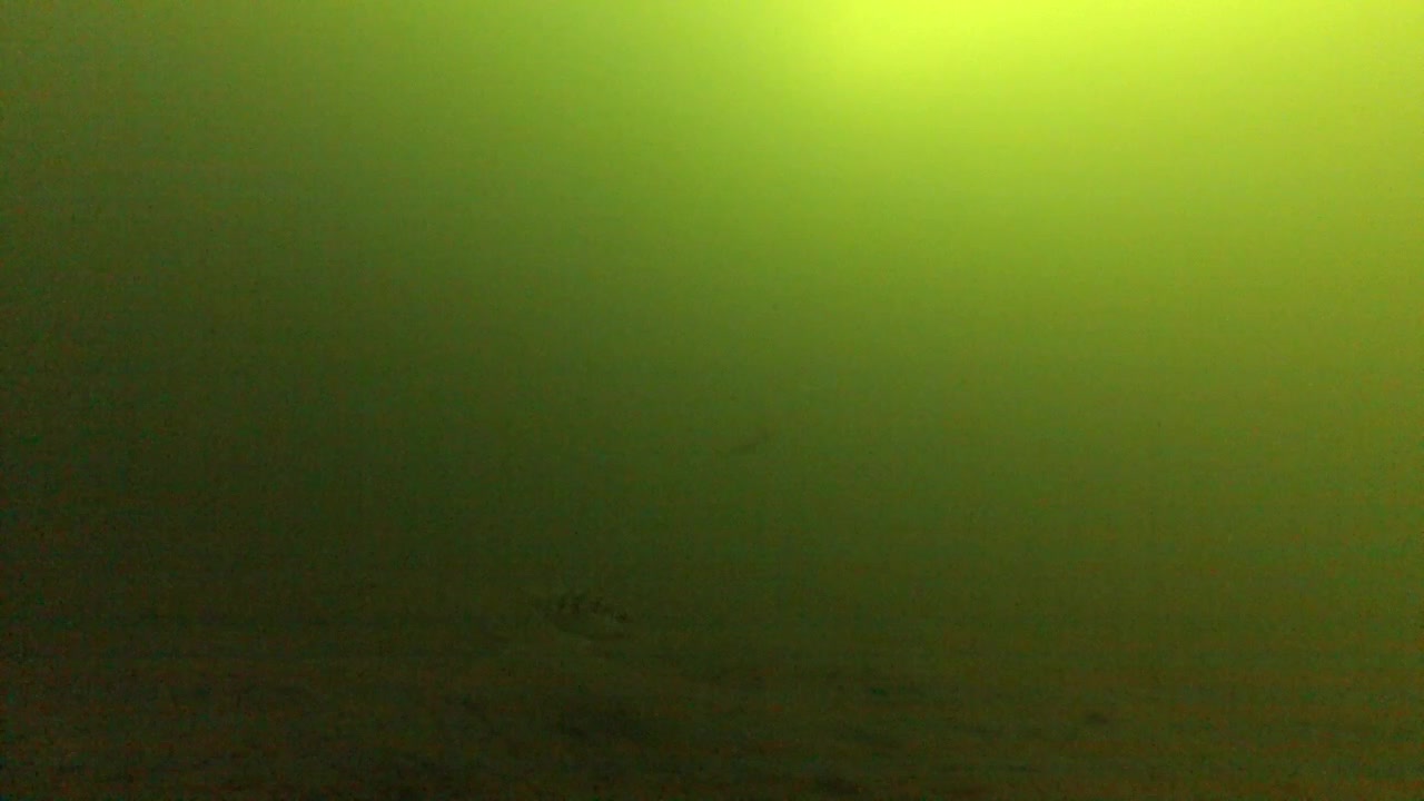 Fish Swimming Under The Green Lake Water. Defocused