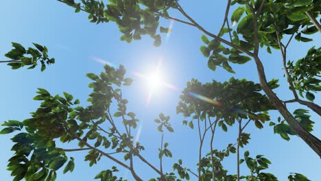 looking up the trees towards the sun, with twisting camera movement