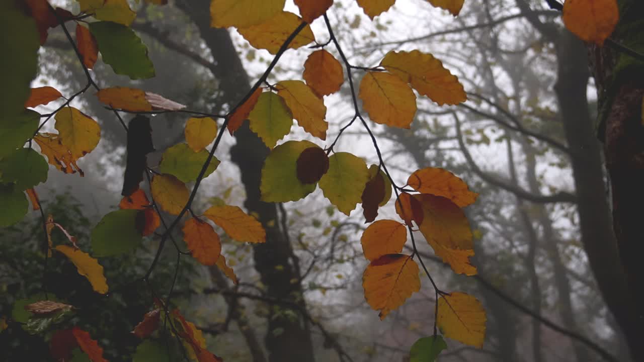 Beech leaves, Fagus sylvatica, on tree in misty woodland. Winter. November. UK