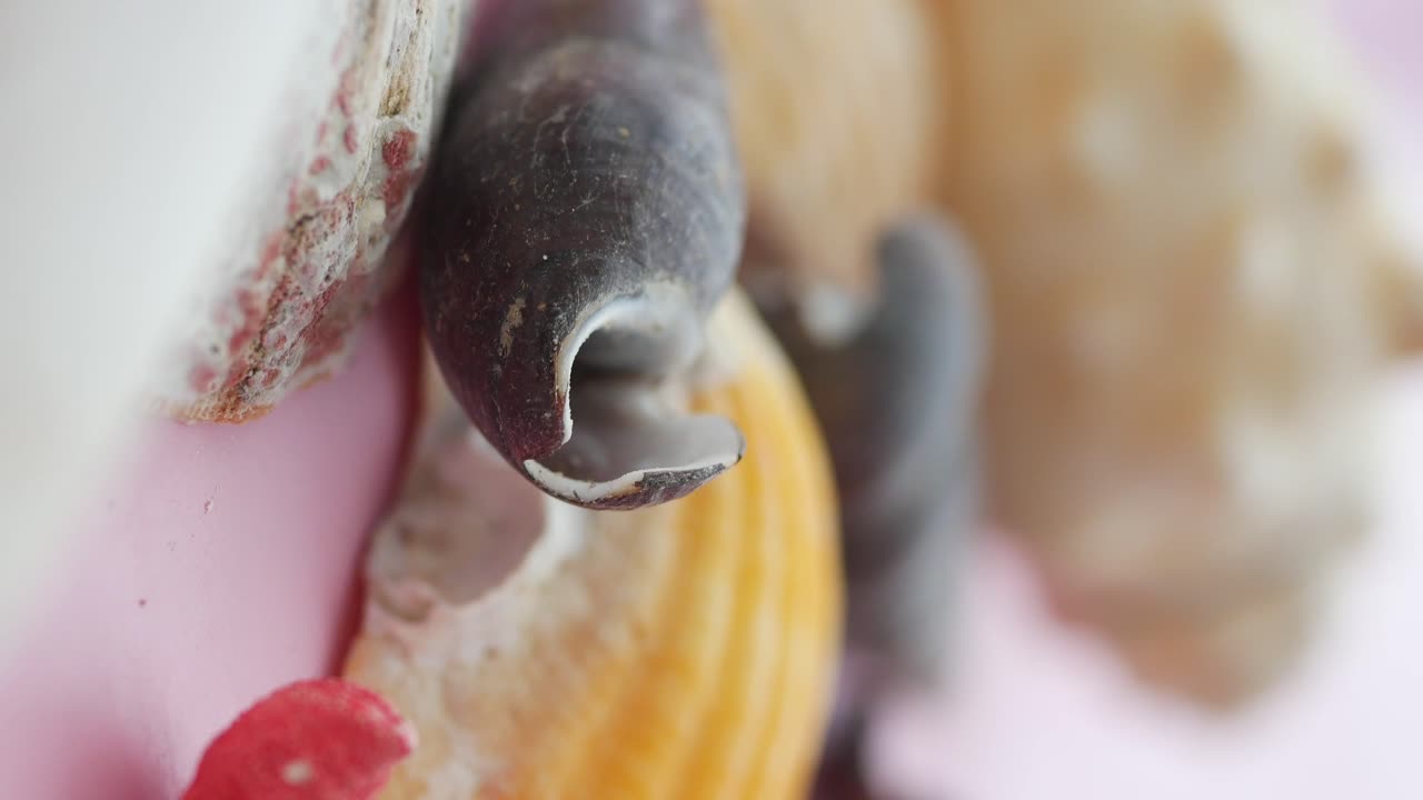 Visualizzazione macro di conchiglie
