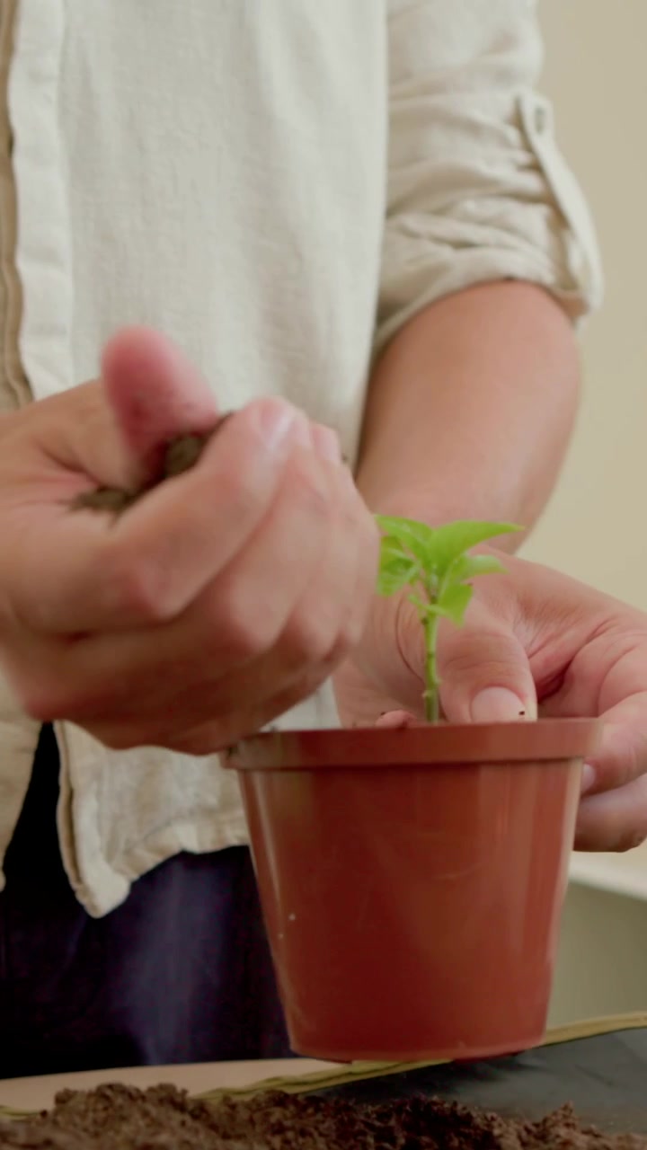 Video verticale: Giardiniere con le maniche arrotolate che prende vaso e terriccio, trapiantando una piantina a casa.