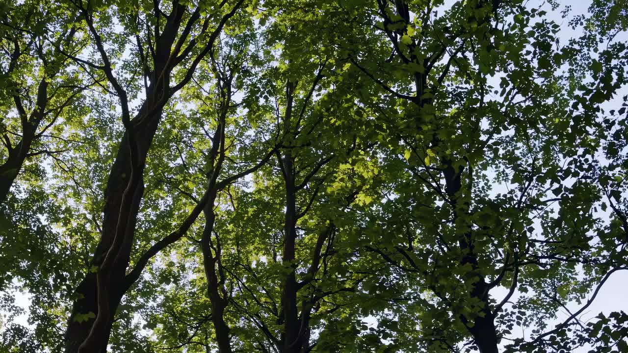 A serene upward view video of lush green tree canopies, captured from a low angle