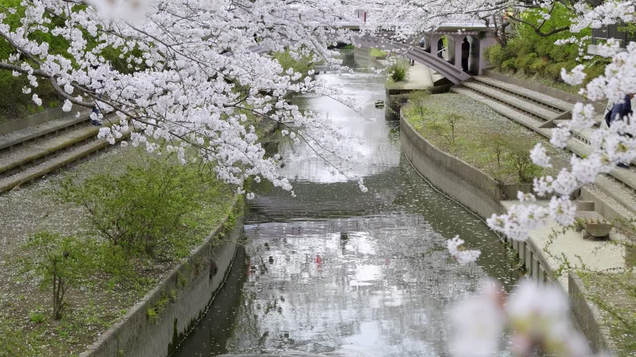 Stunning slow motion scenery over river with cherry blossoms in Japan during Sakura