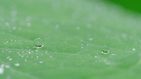 Schöne-Makroaufnahme-Von-Wasserperlen-Auf-Einem-Blatt